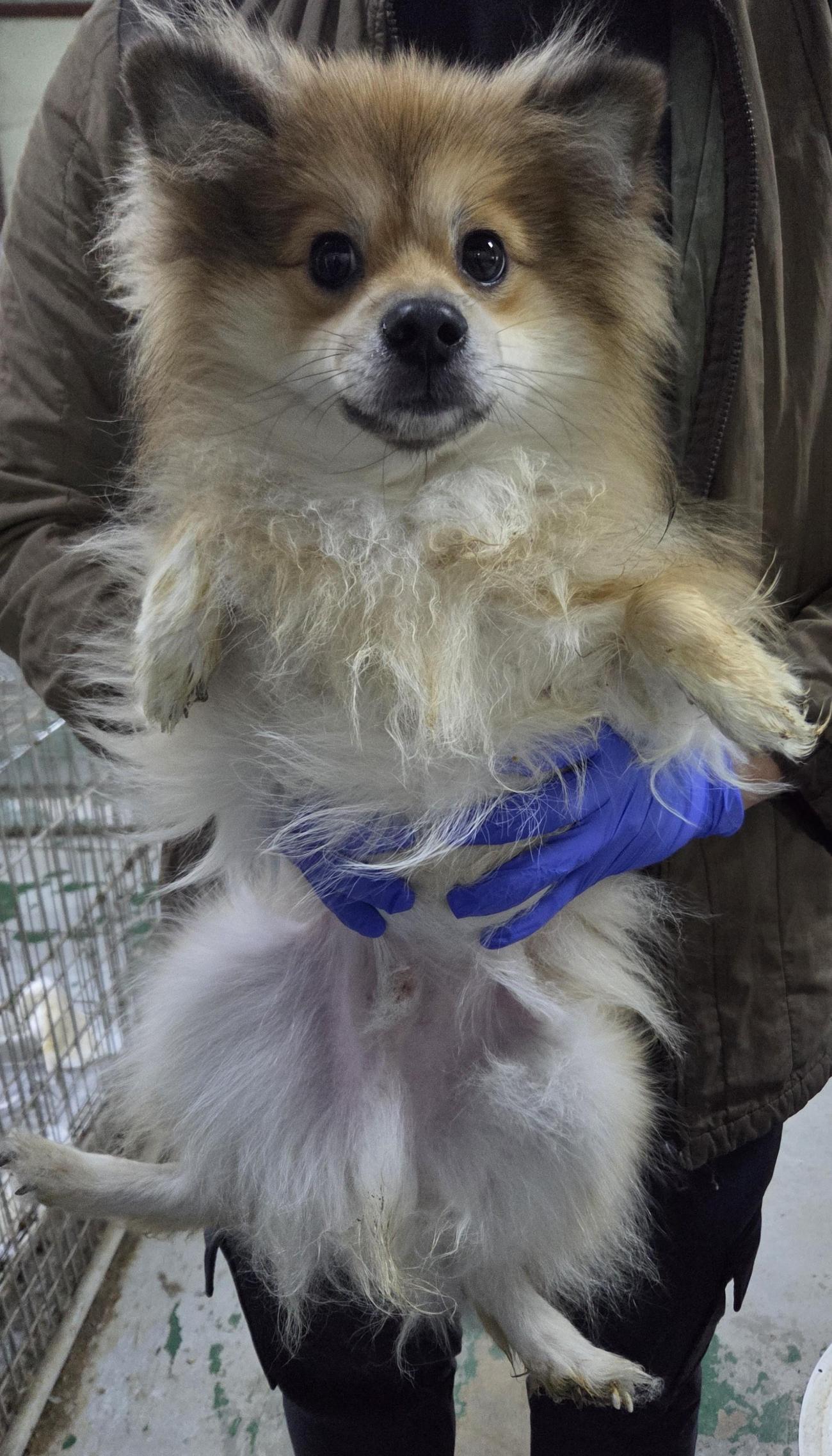 인천광역시수의사회_428353202501116